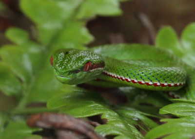 Trimeresurus popeiorum popeiorum (Smith, 1937)