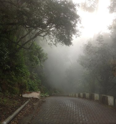 the mist