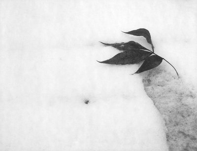 Leaf in Snow