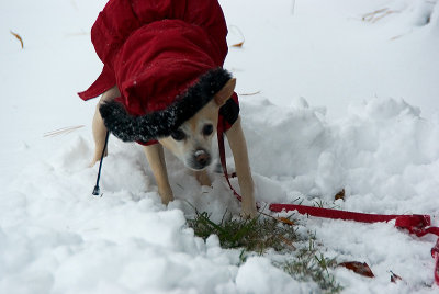 The Blizzard of 2012 - Beginning October 29