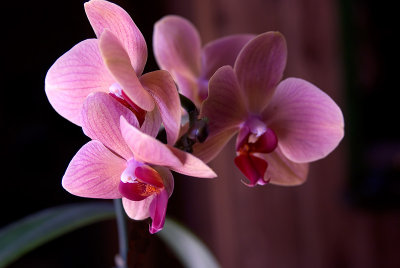 Fourth Orchid Bloom