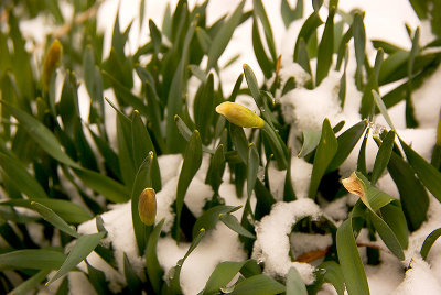 Daffodil Buds