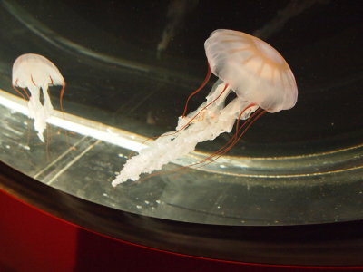Shedd Aquarium Jellies