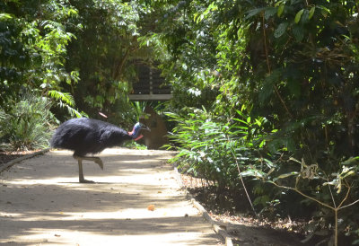 cassowary. we were stunned and he didnt see us