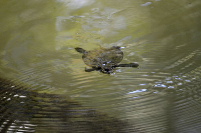 turtle at malanda