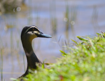duck at lake barrine.jpg
