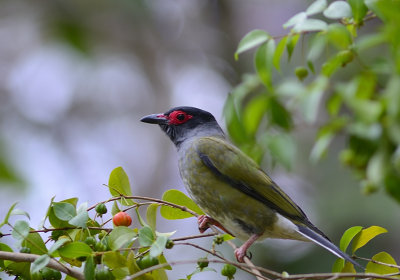 adult male