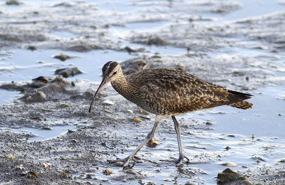 Whimbrell