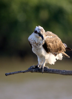 osprey 5