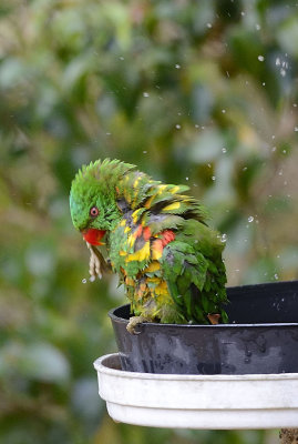 lorikeet.jpg