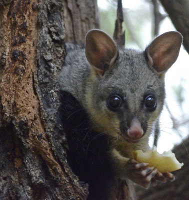 possum apple.jpg