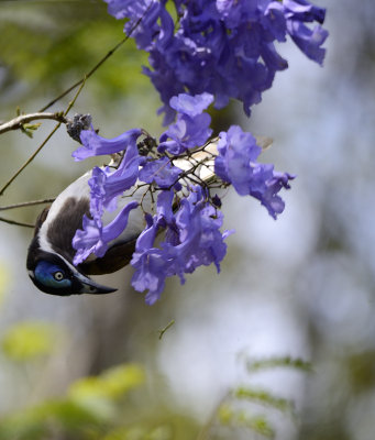 blue face with jacaranda.jpg