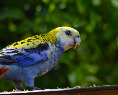 bright eyed rosella