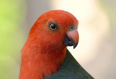 king parrot  at my table 3rd dec 2012