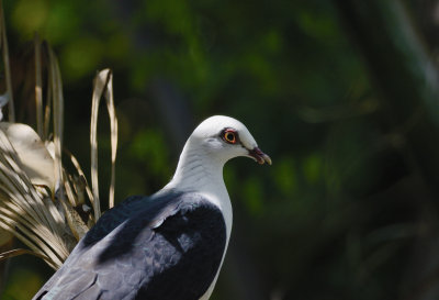 whiteheaded pigeon