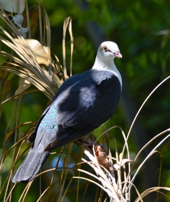 whiteheaded pigeon