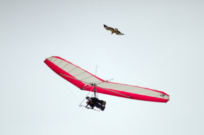 hangglider_and_eagle
