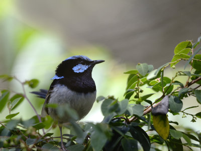 superb wren.jpg