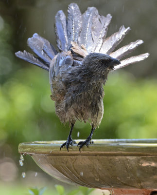 apostle display.jpg