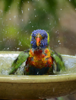 rainbow water portrait.jpg