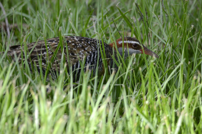 first view of banded rail in the grass