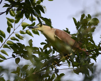 night heron perched high in tree nearby