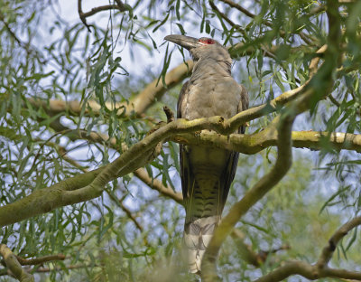 the very ugly channel billed cuckoo