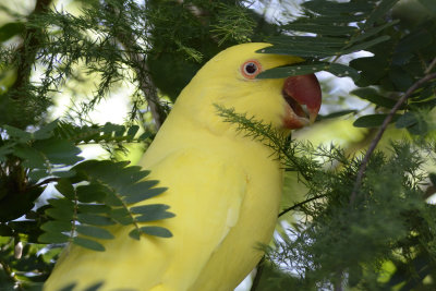 indian ringneck lutino parrot escapee