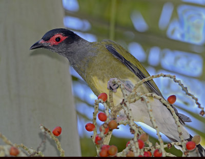 fig bird male