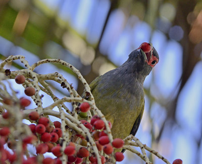 fig bird and palm seed