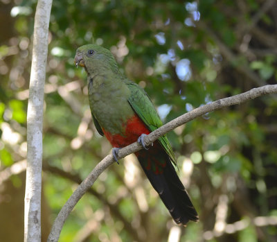 female king parrot