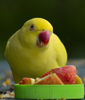 Charlie the ring neck and apple