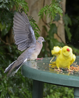 spotted dove put s charlie in a spin