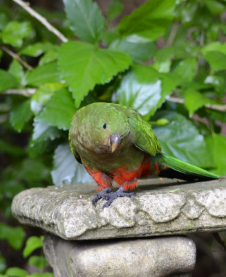 female