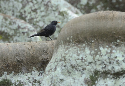 a black bird 