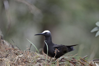 whiteheaded noddy