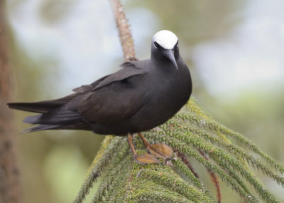 whiteheaded noddy near nest