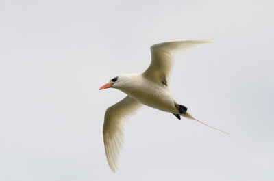 red tail tropic bird