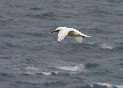 red tail tropic bird