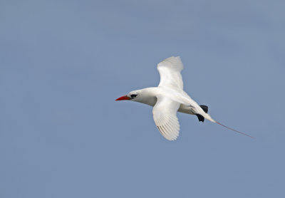 red tail tropic bird