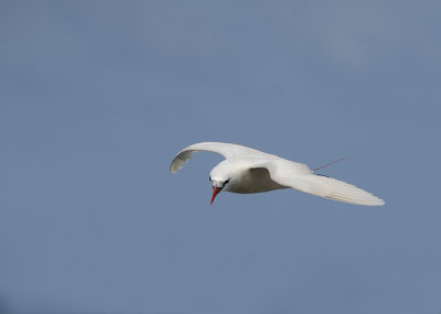 red tail tropic bird