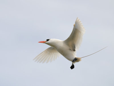 red tail tropic bird flying backwars in the wind