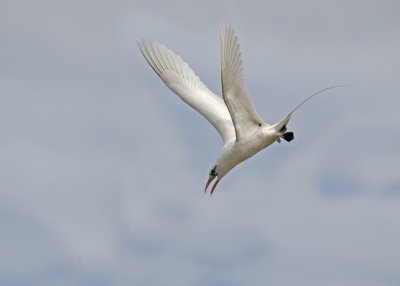 red tail tropic bird diving