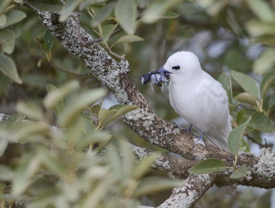 tern mother with food waiting