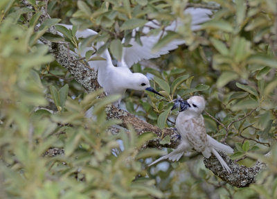 mother starts feeding baby