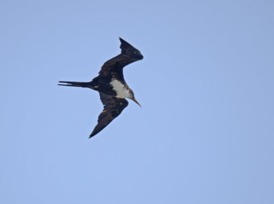 some sea birds and a couple of other birds from around the island