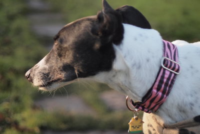 Greyhound Rescue Adoption Ireland