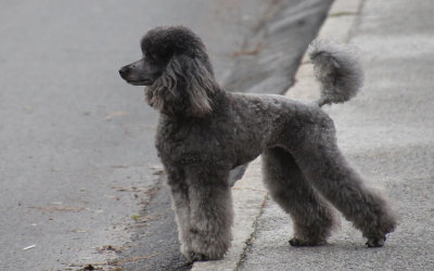 Nyfiken, observerande Roxie (det fanns en annan hund på andra sidan gatan)