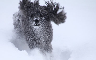 Ren och skär glädje, att springa i snö!