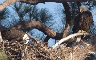 Bald eagle pair